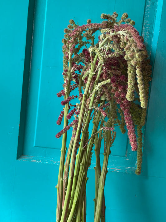 Amaranth Mira Seeds (2000ct) 1.6g pkg
