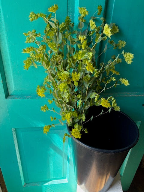 Buplereum Griffithi Green Gold- 50ct Seeds