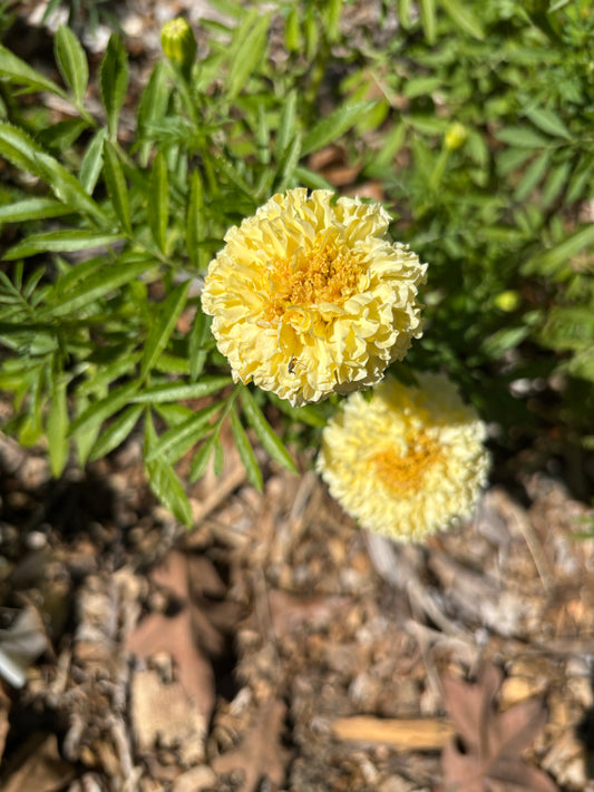 Seeds Savannah Ivory Marigold 50ct Tagetes Erecta