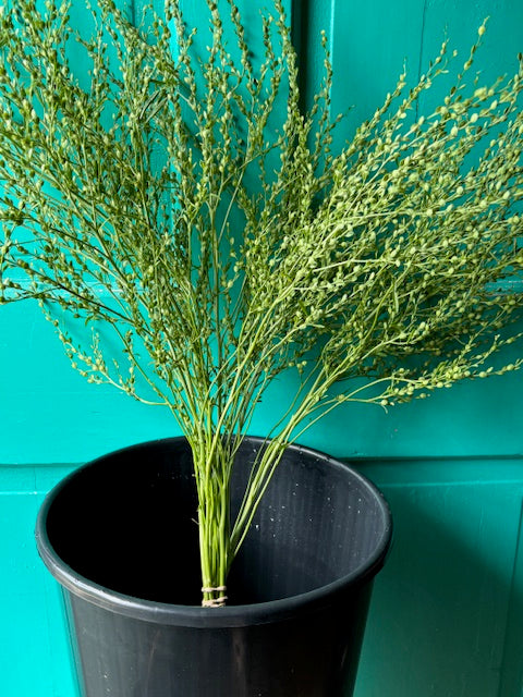 Persian Cress (Lepidium sativum) Seeds 200ct