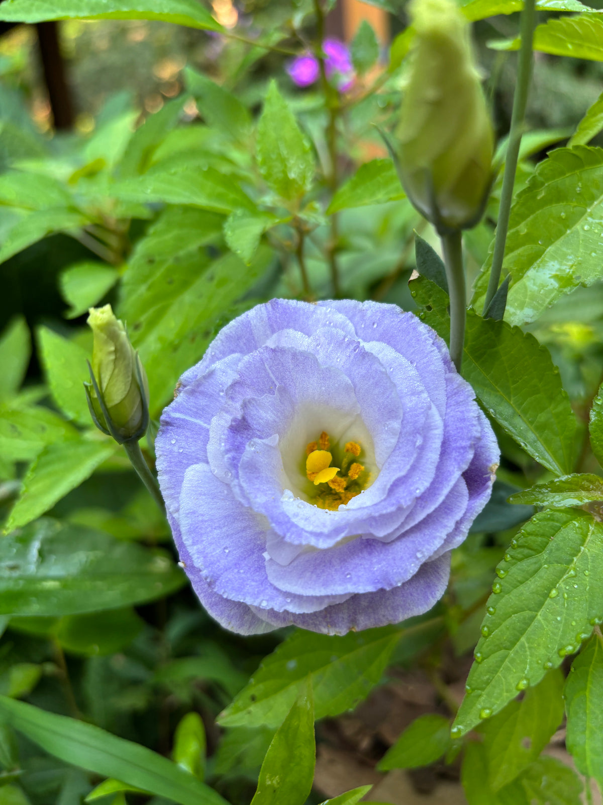 Lisianthus Blue Blush Hybrid 100ct seeds