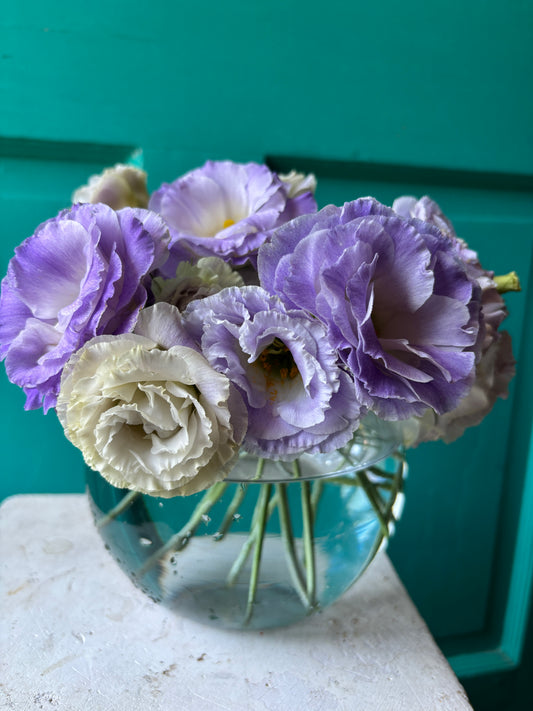 Lisianthus Blue Blush Hybrid 100ct seeds