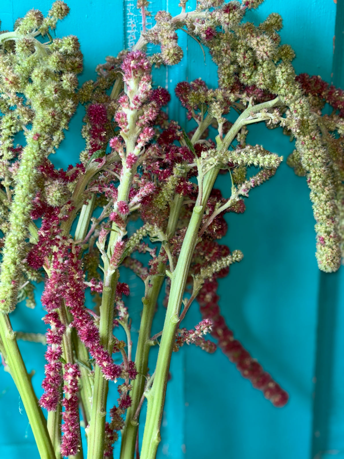 Amaranth Mira Seeds (2000ct) 1.6g  pkg