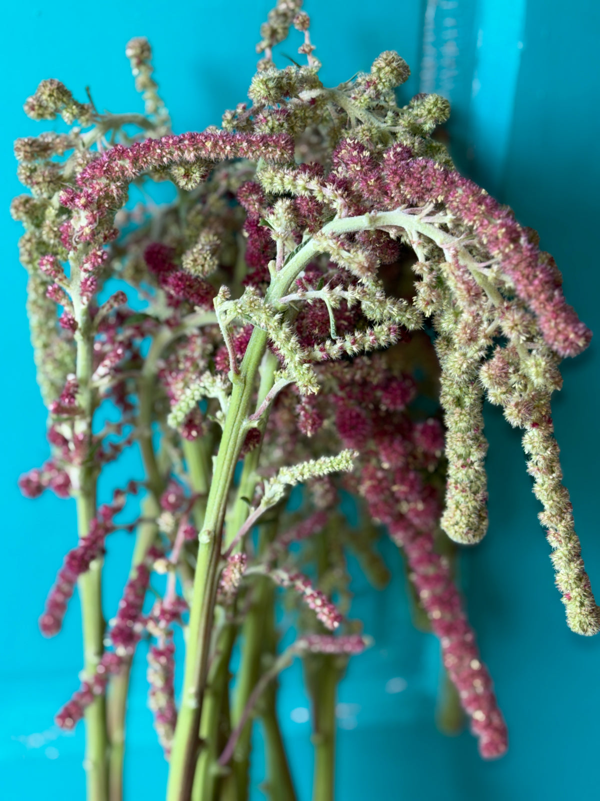 Amaranth Mira Seeds (2000ct) 1.6g  pkg