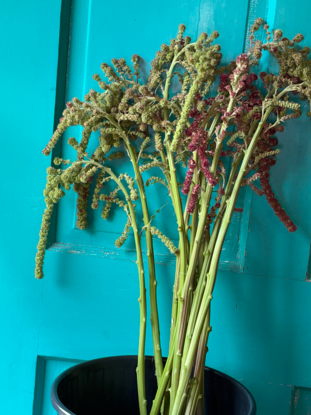 Amaranth Mira Seeds (2000ct) 1.6g  pkg