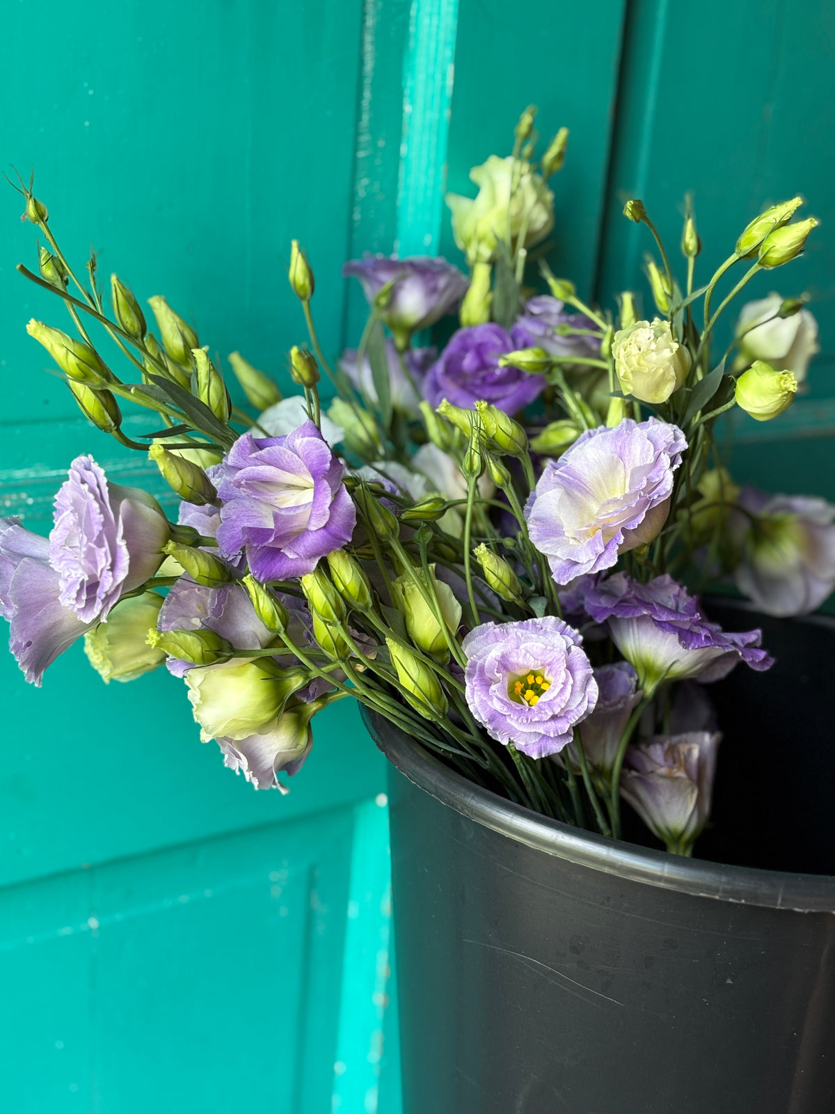 Lisianthus Blue Blush Hybrid 100ct seeds