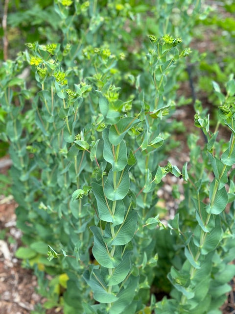 Buplereum Griffithi Green Gold- 50ct Seeds