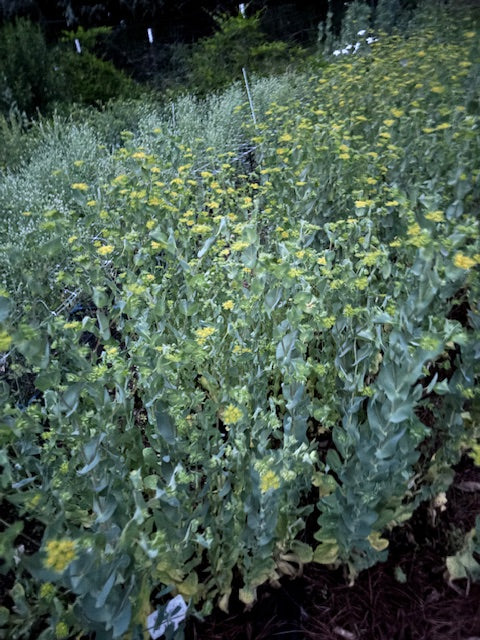 Buplereum Griffithi Green Gold- 50ct Seeds