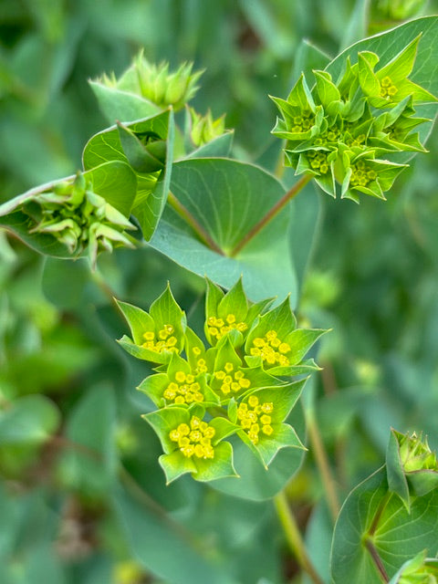 Buplereum Griffithi Green Gold- 50ct Seeds