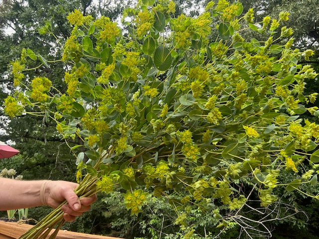 Buplereum Griffithi Green Gold- 50ct Seeds
