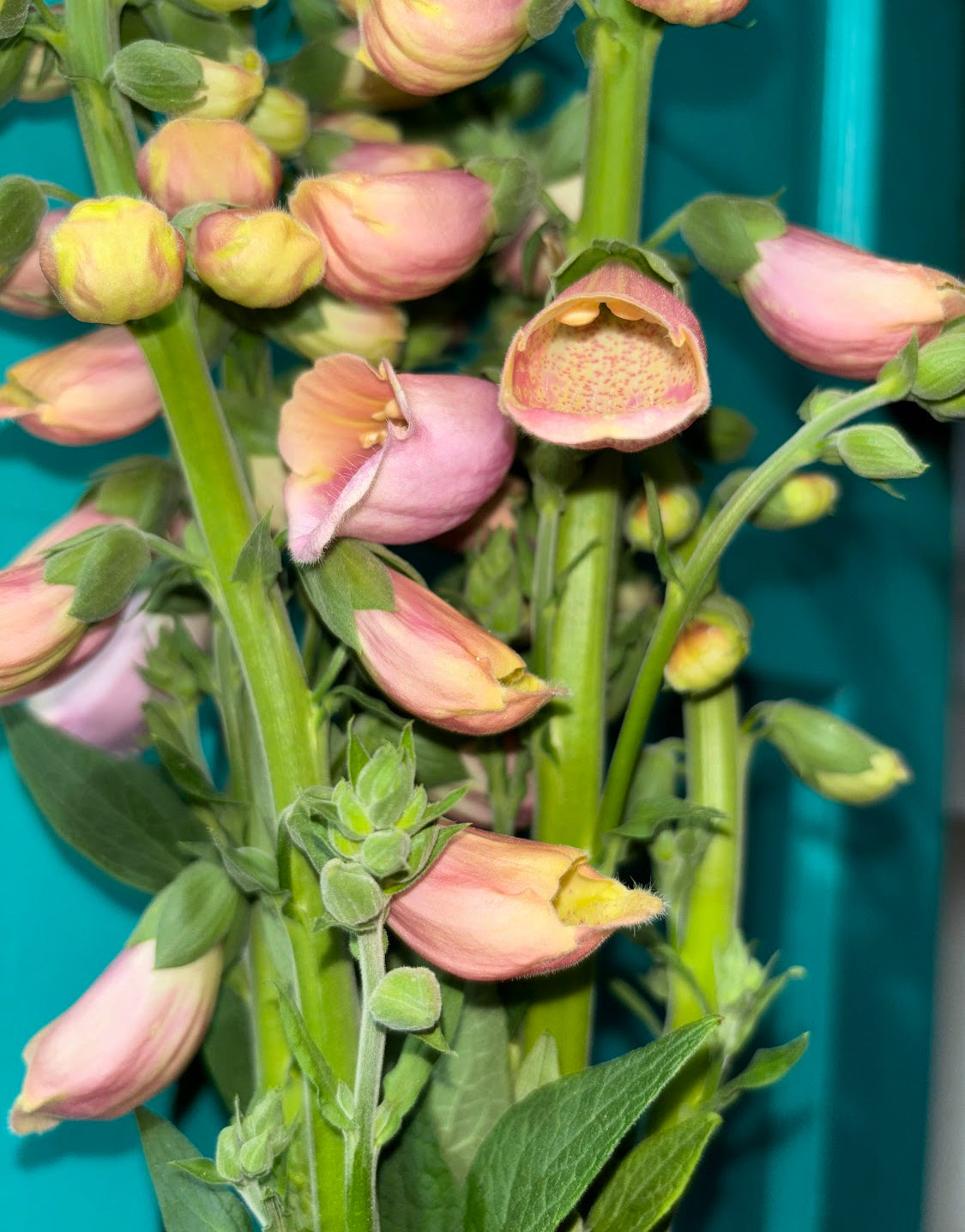Foxglove Seeds "Sutton's Apricot" for cut flowers