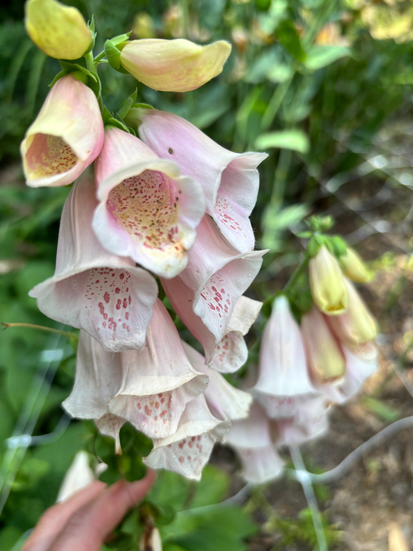 Foxglove Seeds "Sutton's Apricot" for cut flowers