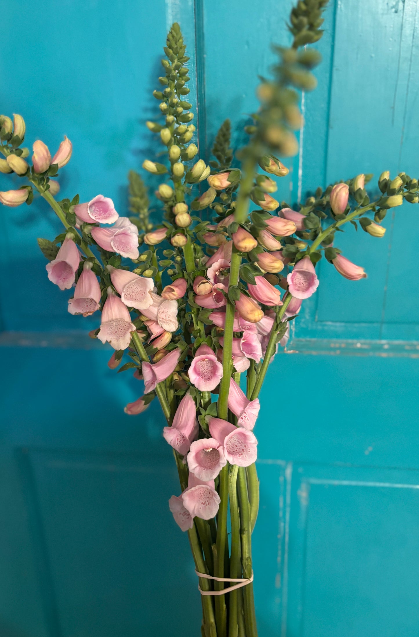 Foxglove Seeds "Sutton's Apricot" for cut flowers