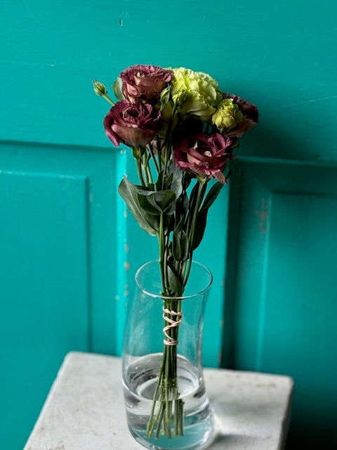 Lisianthus Brown Hybrid Seeds 100ct