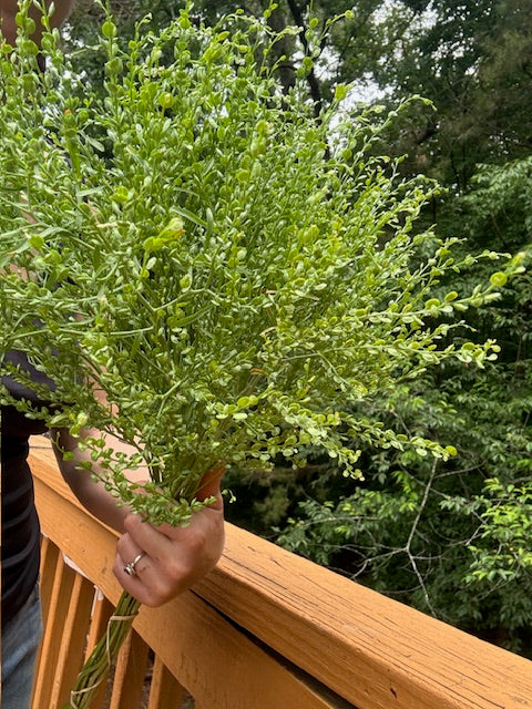 Persian Cress (Lepidium sativum) Seeds 200ct
