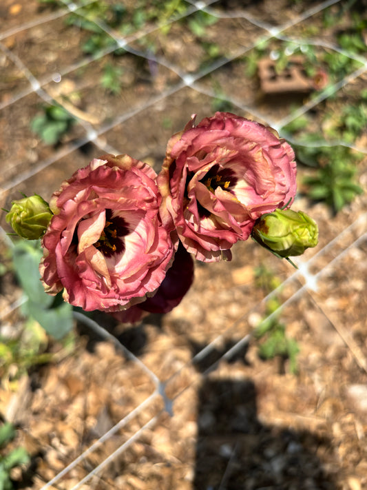 Lisianthus Brown Hybrid Seeds 100ct