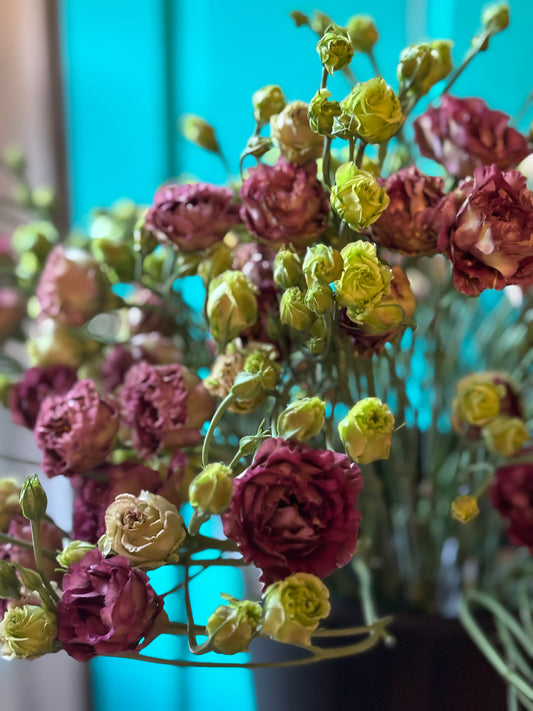 Lisianthus Brown Hybrid Seeds 100ct