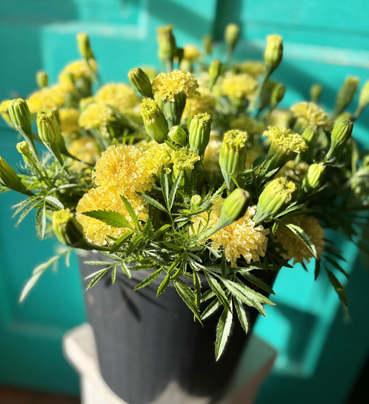 Seeds Savannah Ivory Marigold 50ct Tagetes Erecta