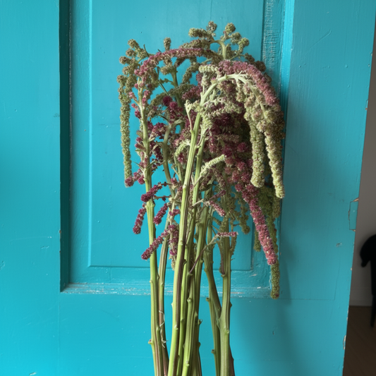 Amaranthus Mira - true colors