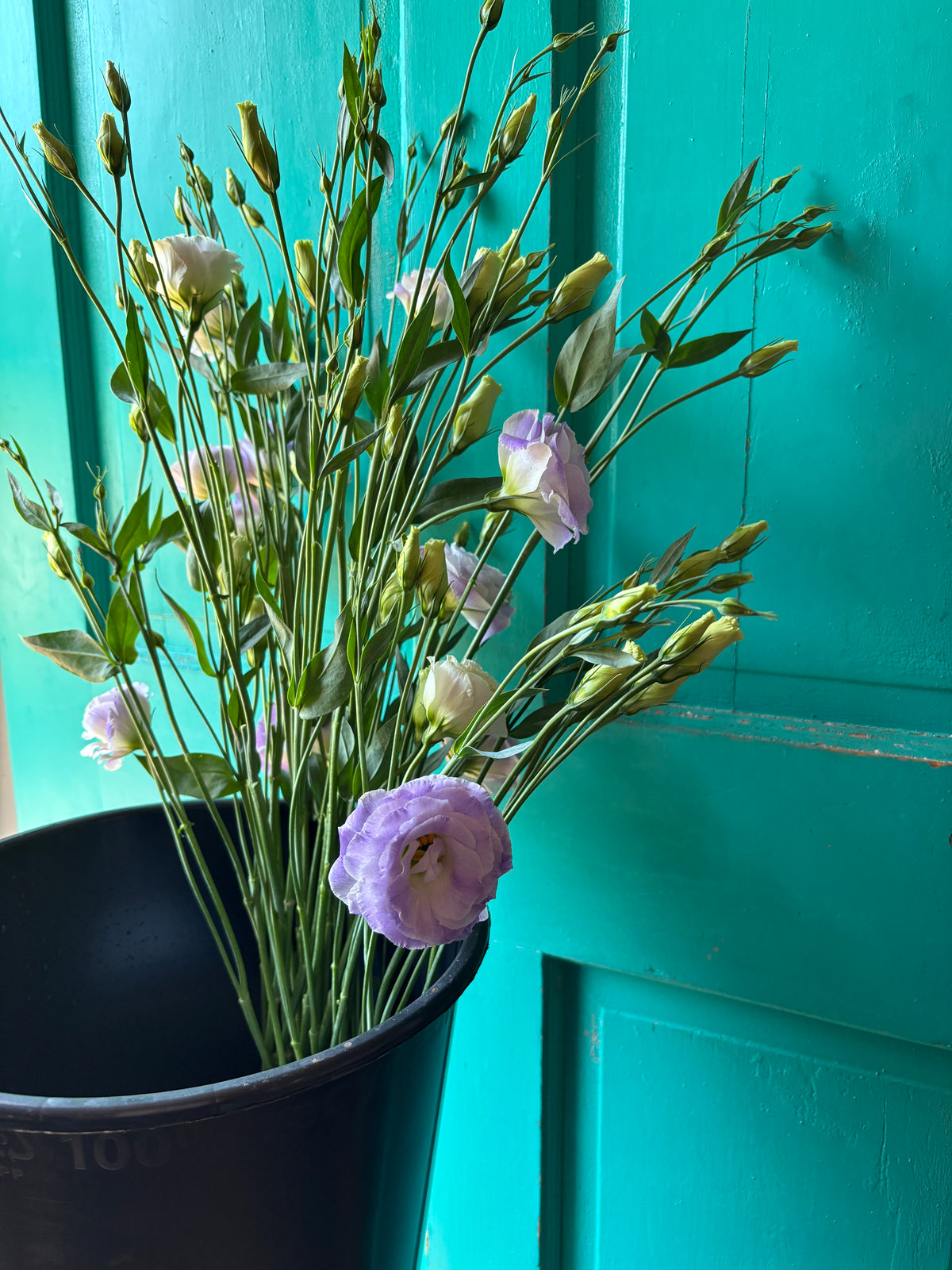 Lisianthus Blue Blush Hybrid 100ct seeds
